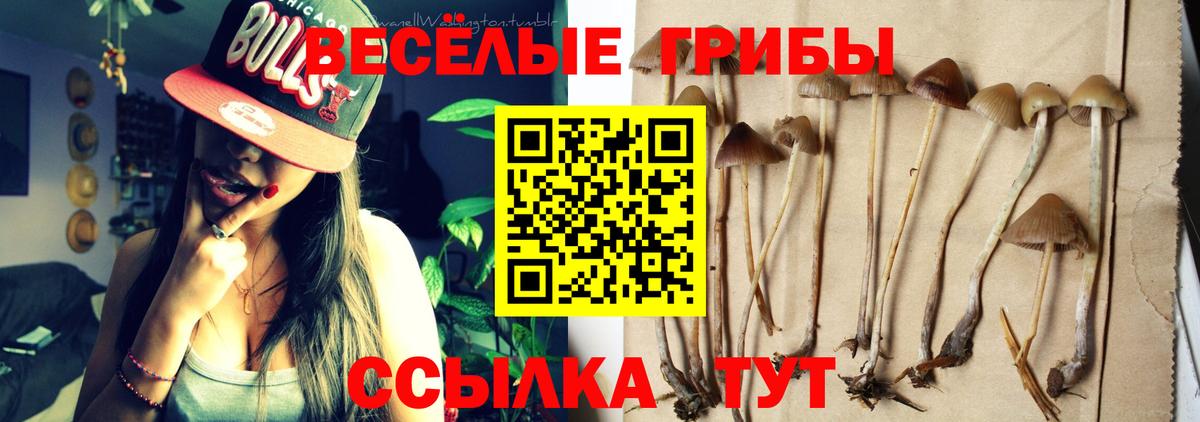 Галлюциногенные грибы Cubensis  Вход с VPN  Урус-Мартан 